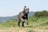 CANE CORSO 503